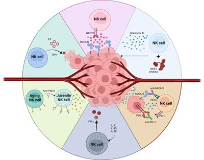 NK cell based immunotherapy against oral squamous cell carcinoma